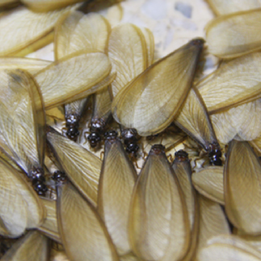Alates Termite