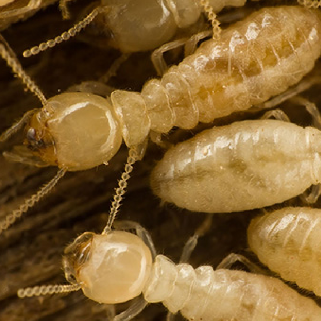 Worker Termite