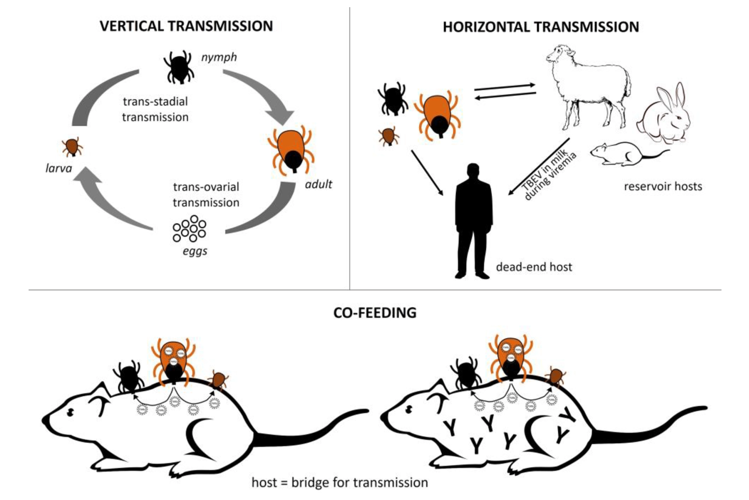 Rodent Control Services