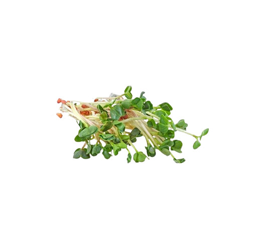 Alfalfa