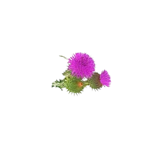 Blessed Thistle