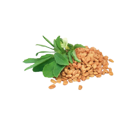 Fenugreek