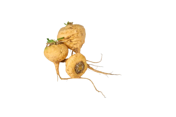 Maca Extract