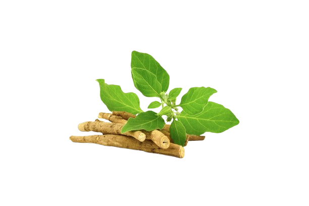 Ashwaganda Extract