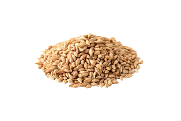 Barley