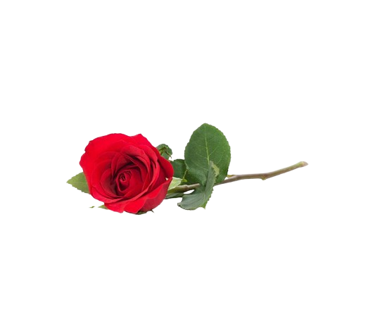 Rose Crystal Extract