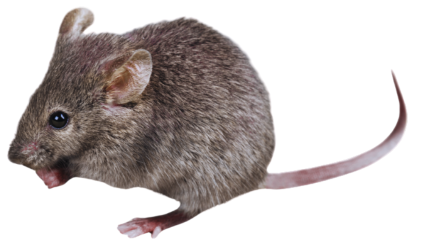 Deer Mouse