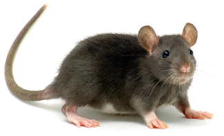 Roof Rat