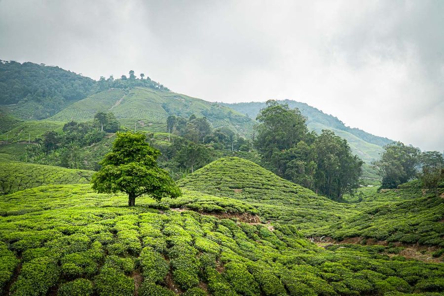 BOH Tea Centre (Sungei Palas Garden)