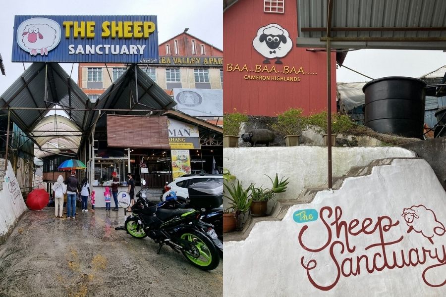 The Sheep Sanctuary