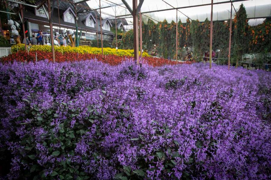 The Lavender Garden