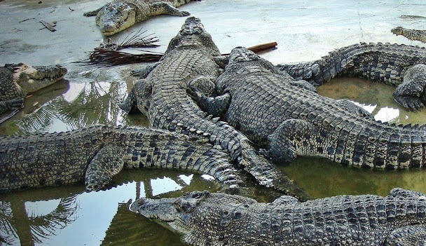 Teluk Sengat Crocodile Farm