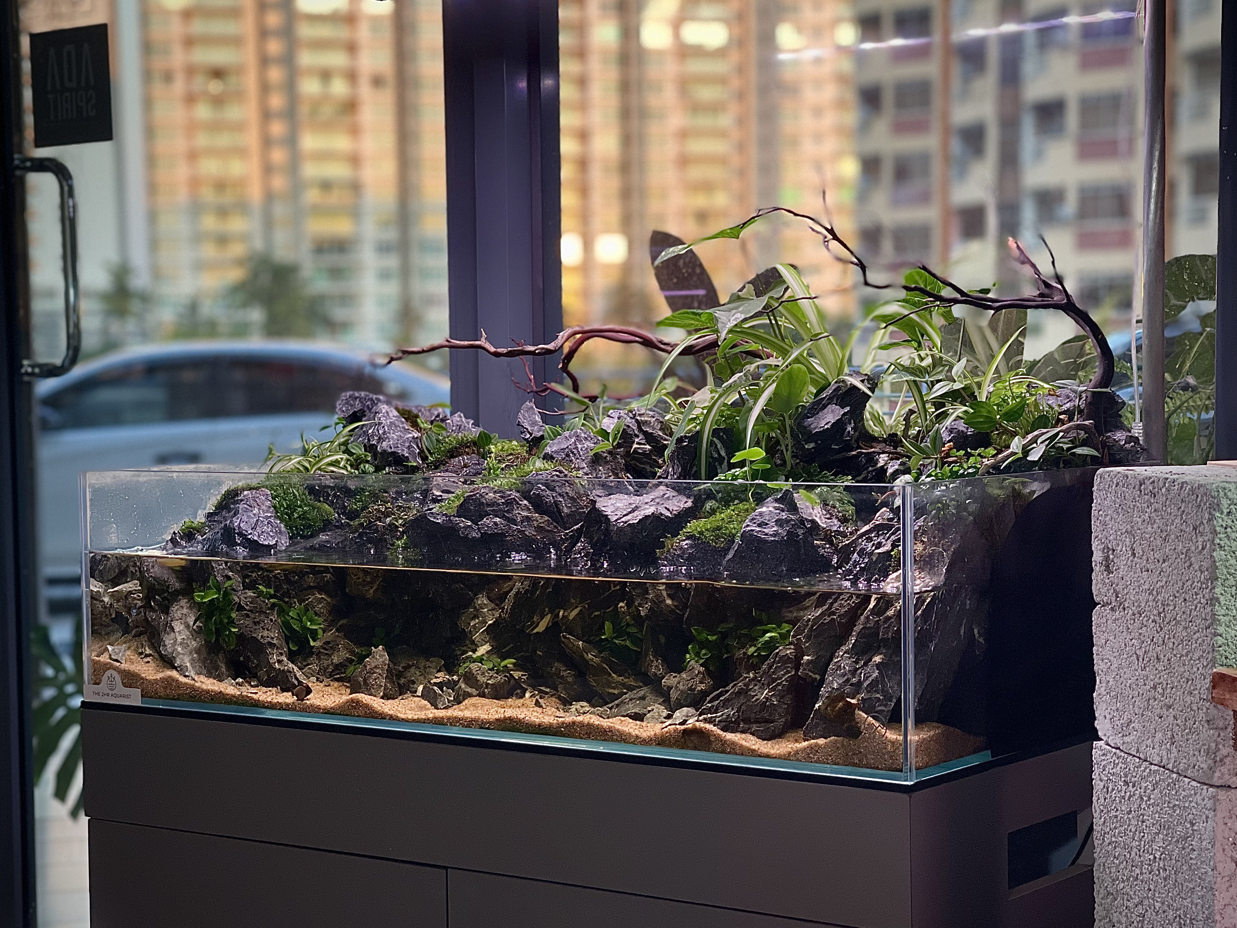 Mini Fissiden Garden