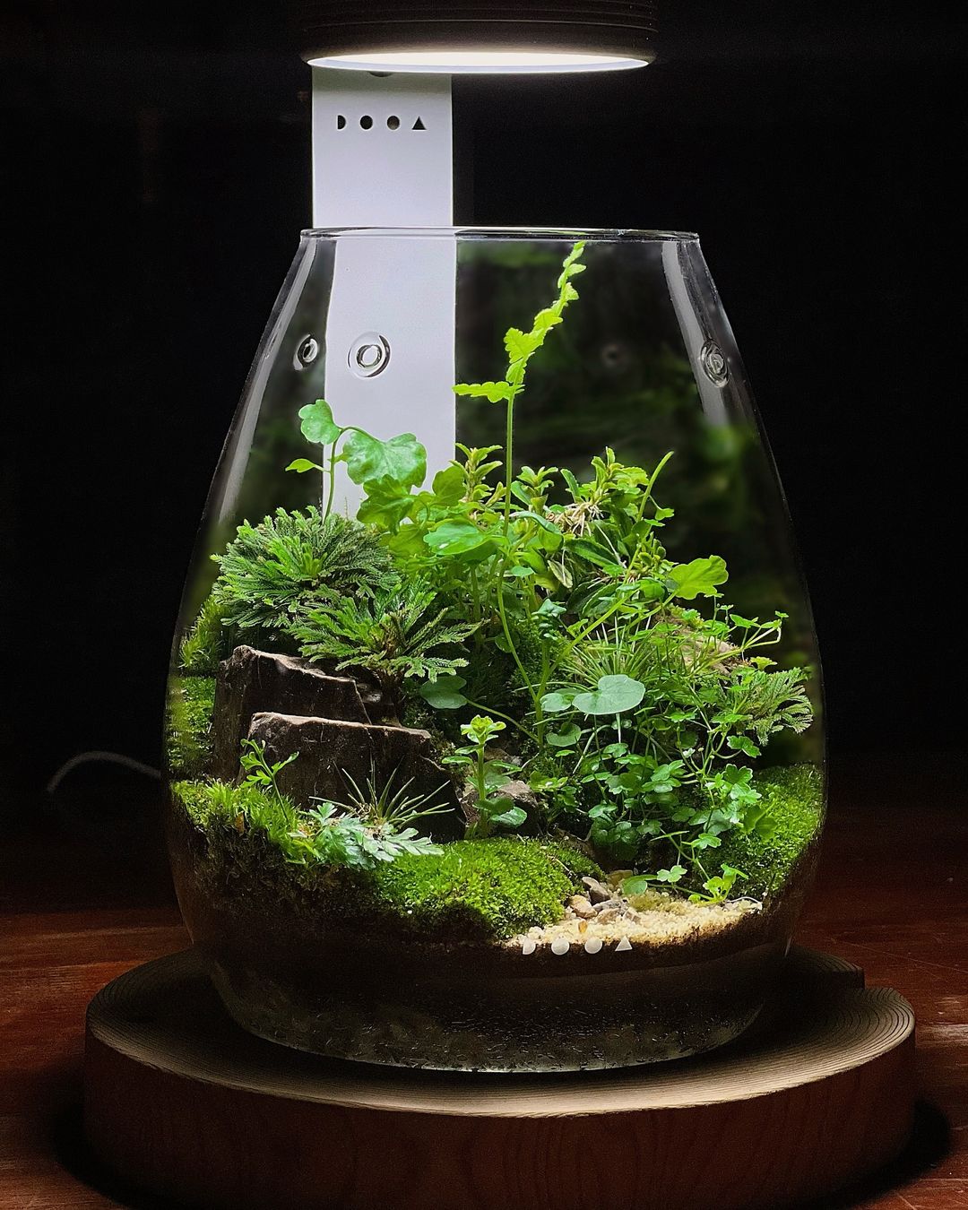 Mini Fissiden Garden