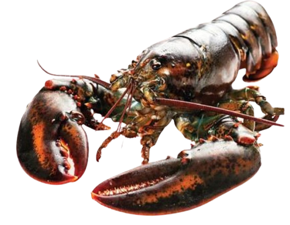 Boston Lobster