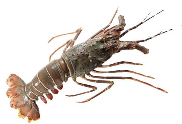 Local Pengerang Lobster