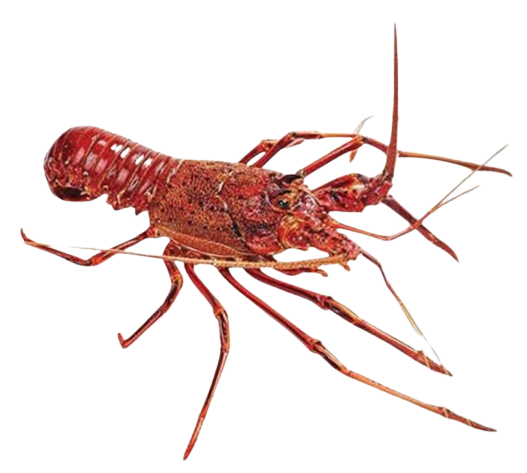 Western Australian Lobster