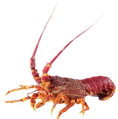 Southern Australian Rock Lobster