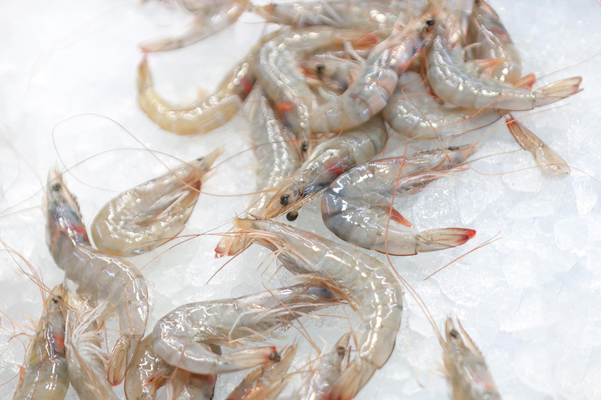Frozen prawns
