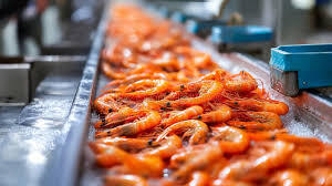 Processed / graded prawns