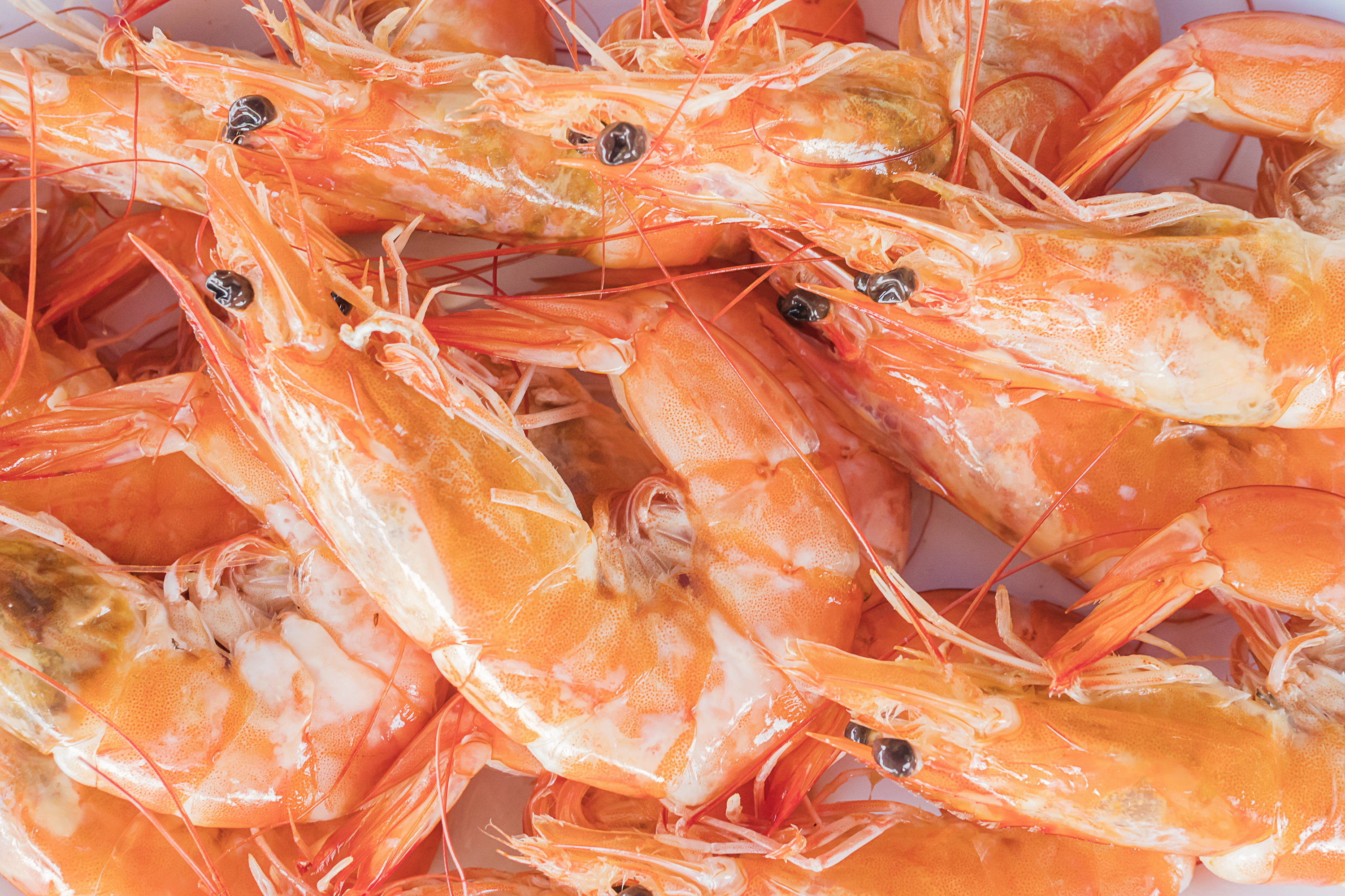 Fresh prawns