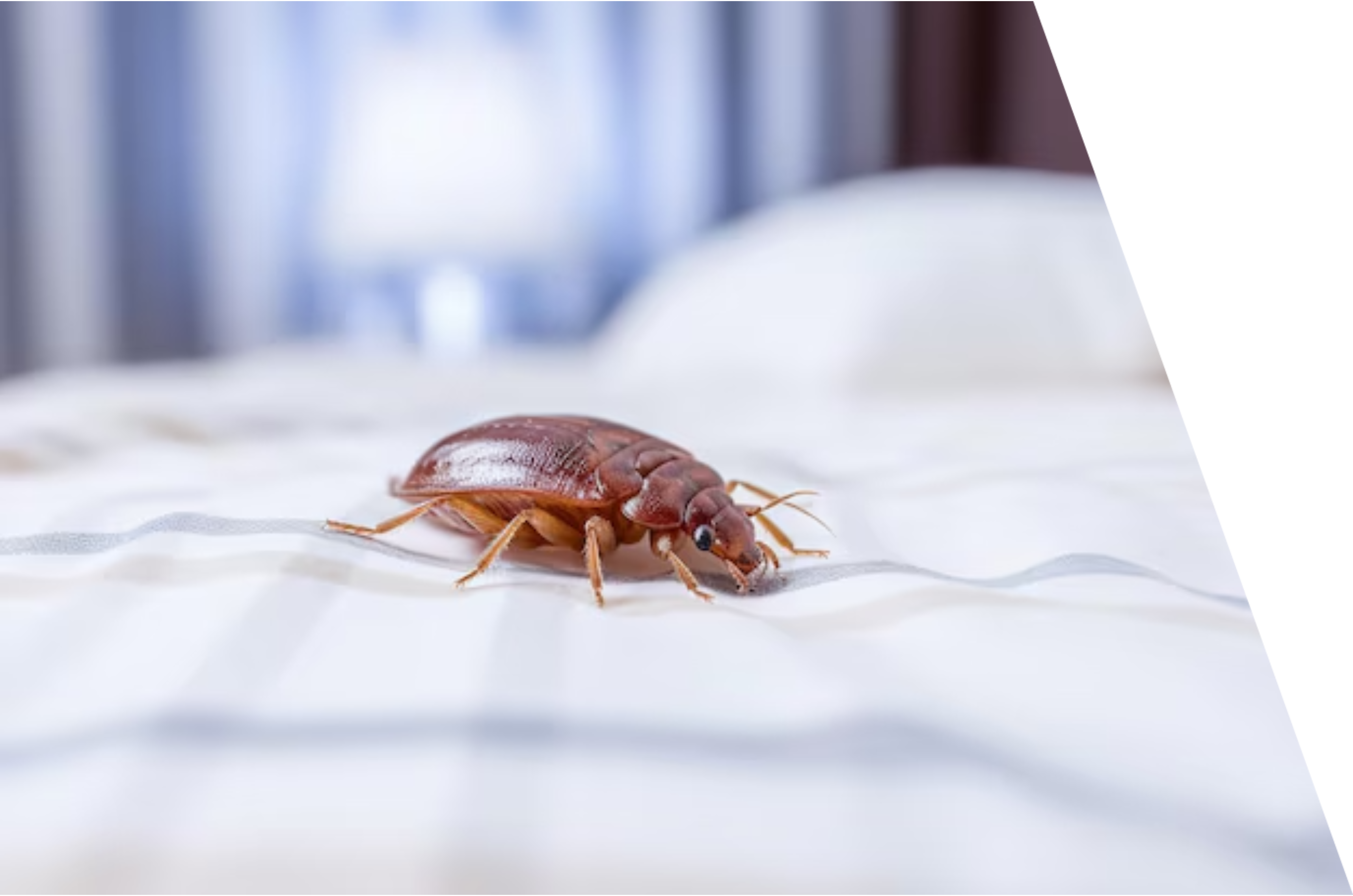 Cockroach Control