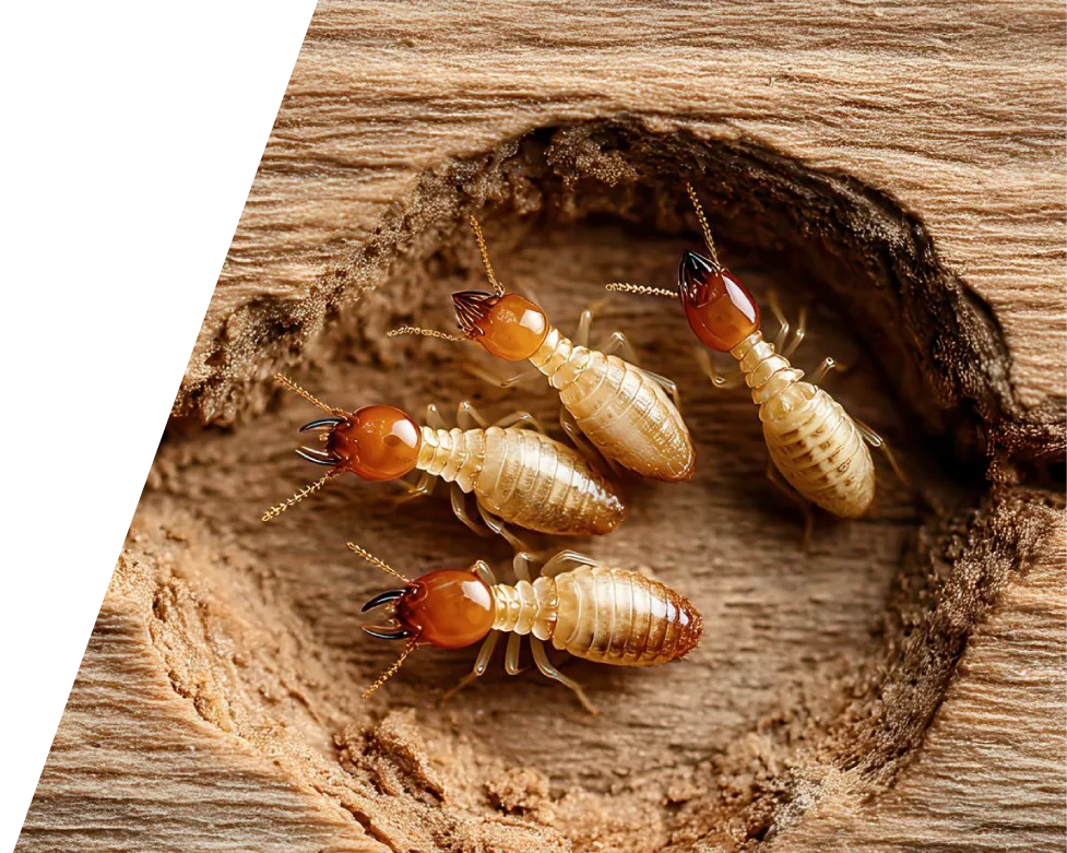 Termite infestation damage and mud tubes